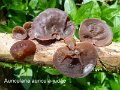 Auricularia auricula-judae-amf1367